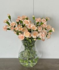 Spray Carnation Mo Yan