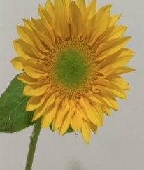 Sunflower Green Heart
