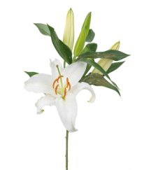 Lily Siberia Three Heads