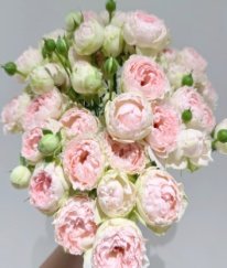 Spray Rose Night Glow