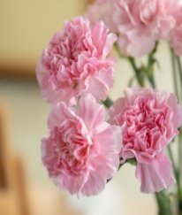 Sim Carnation Soft Pink
