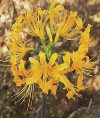 Oriental Lily Sorbonne Three Heads