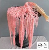 Amaranthus Pink