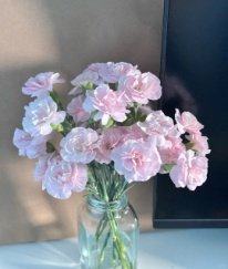Spray Carnation Crown Princess