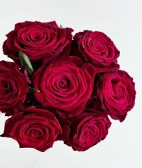 T-Hybrid Rose Xuebaochai
