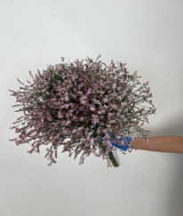 Limonium Minsty Pink