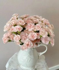 Spray Carnation Fleeting Time
