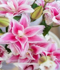 Rose Lily Isabella Multi Buds