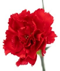 Spray Carnation Red