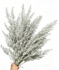 Kochia scoparia