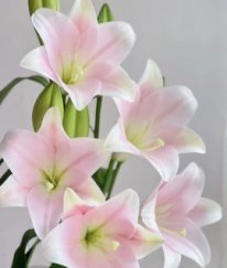 Longiflorum Lily Pink Three Heads