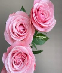 T-Hybrid Rose Harmonie