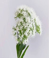Sedum White