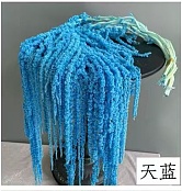 Amaranthus Sky‑Blue