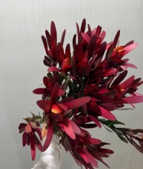 Spray Leucadendron Broad Leaf Red