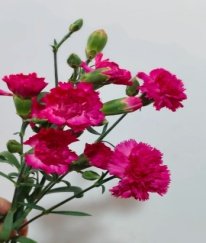 Spray Carnation Hot Pink