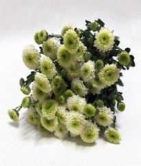 Chrysanthemum Spray Fragrace of Cologne
