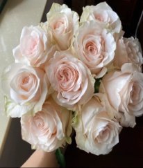 T-Hybrid Rose Pisces