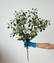 Eucalyptus Populus Whit Green Pods