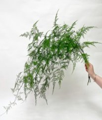 Greens Asparagus