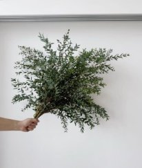 Eucalyptus Parvifolia