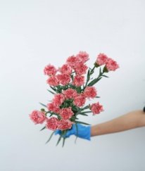Sim Carnation Pink