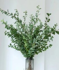 Greens Spiraea cantoniensis Lour