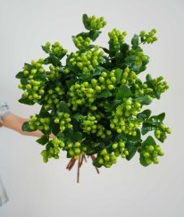 Hypericum Green