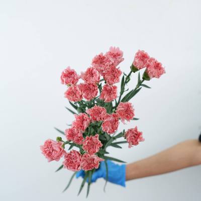 Sim Carnation Pink