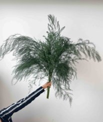 Greens Asparagus Fern