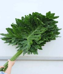 Greens Split-leaf Philodendron