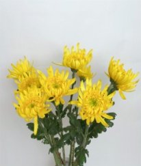 Chrysanthemum Zembla Yellow