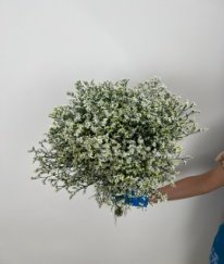 Limonium Minsty White