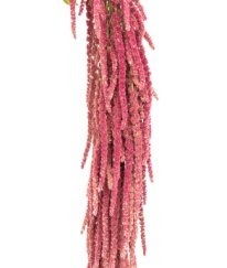 Amaranthus Red
