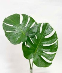 Greens Monstera Leaf