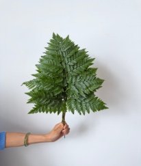 Greens Leather Fern