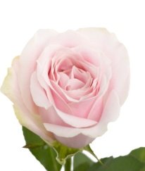 T-Hybrid Rose Sweet Avalanche