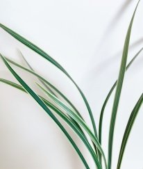 Greens Beargrass