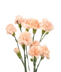 Spray Carnation Musical Note