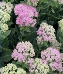 Sedum Pink