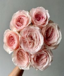 T-Hybrid Rose Mandala