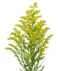Solidago canadensis