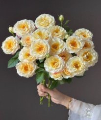 Garden Spray Rose Moon Yao