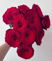 T-Hybrid Rose Red Naomi