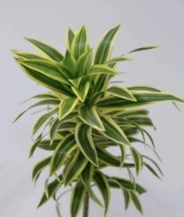 Greens Variegated Dracaena