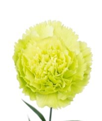 Sim Carnation Green