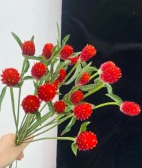 Globe Amaranth Red