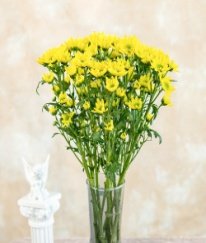 Chrysanthemum Spray Rui Yellow